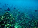 Black Trigger Fish