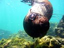 Fur Seal