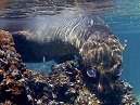 Fur Seal