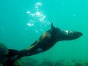 Fur Seal
