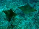 Cownose Rays