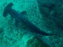 Hammerhead