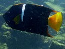 King Angel Fish