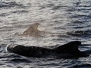 Pilot Whale