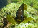 Yellow Tailed Damsel Fish