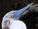 Blue Footed Boobie