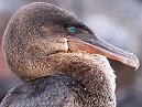 Flightless Cormorant