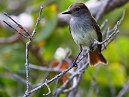 Galapagos Flycatcher