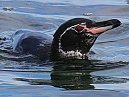 Galapagos Penguin