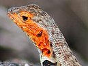 Lava Lizard