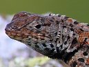 Lava Lizard
