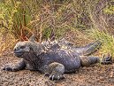 Marine Iguana