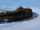 Marine Iguana