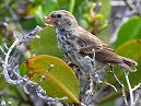 Medium Ground Finch