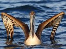 Pelican