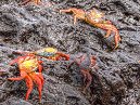 Sally Lightfoot Crabs