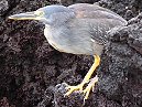 Striated Heron