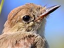 Galapagos Flycatcher