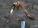 Galapagos Hawk