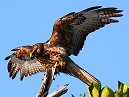 GalapagosHawks
