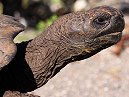 Giant Tortoise
