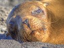SeaLion