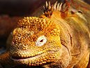 Land Iguana