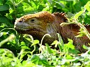 Land Iguana