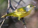 Yellow Warbler