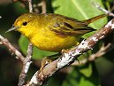 Yellow Warbler