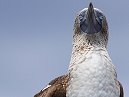 Blue Footed Boobie