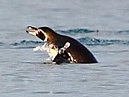 Penguins