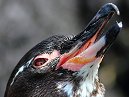 Penguins
