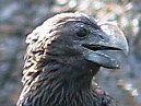 Smooth Billed Ani