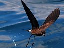 Storm Petrel