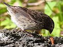 Finch With Grub