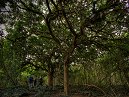 HDR Tree