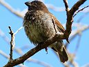 Medium Tree Finch