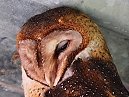 Barn Owl