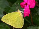 Sulphur Butterfly