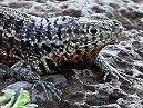 Lava Lizard