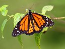 Monarch Butterfly