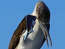 Blue Footed Boobie