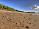 HDR Ghost Crab