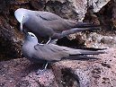 Mating Noddies