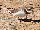 Plover