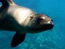 Sealion