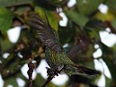 Humming Bird