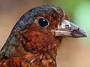 Giant Antpitta