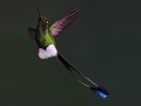 Humming Bird